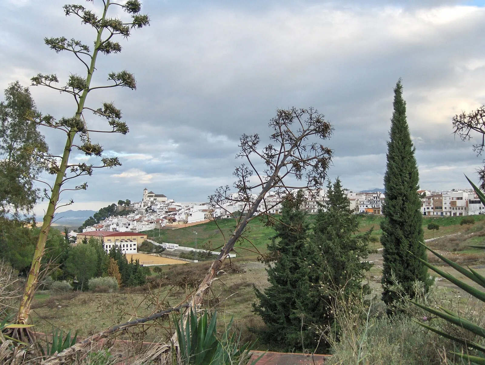 Vista del casco antiguo de Alozaina entre olivares